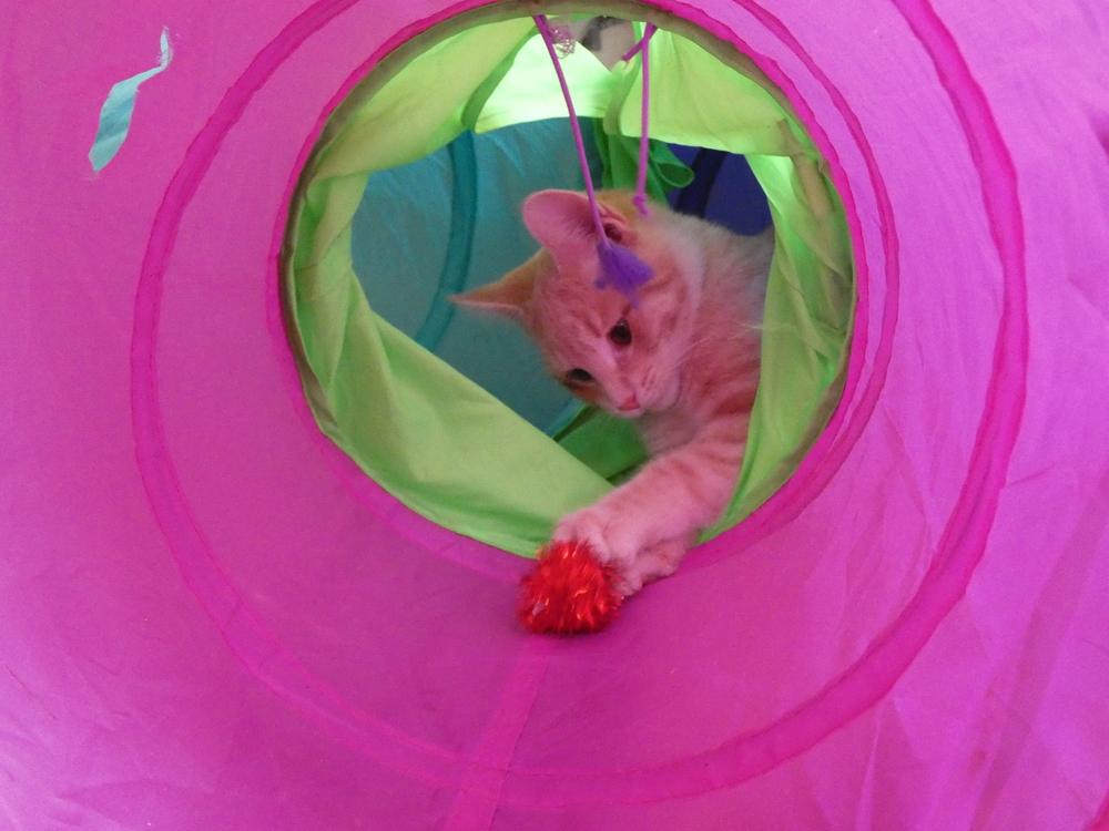 Enlarge Auggie (25-250 C), a Adoptable mixed breed in Lansing, MI image 6/6