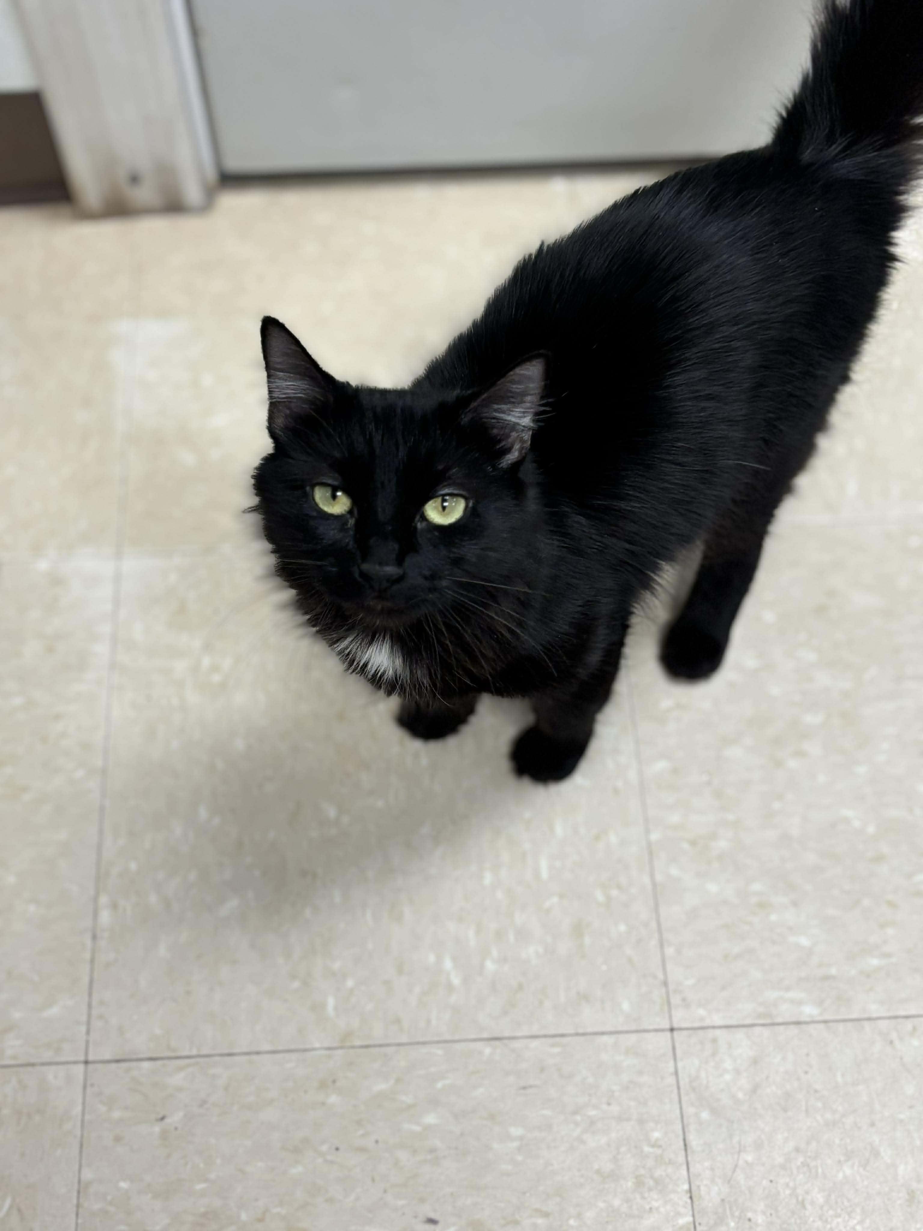 Enlarge Cinder, an adopted Domestic Medium Hair in Paris, ME image 1/1