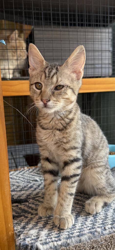 Burton, Adoptable, Kitten Male Domestic Short Hair.