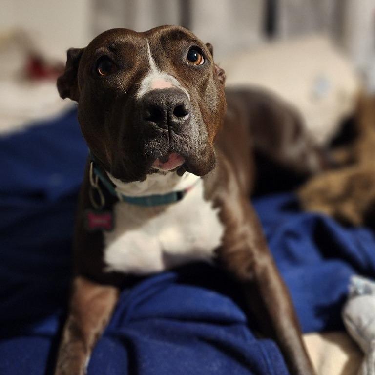 Enlarge Ruby, a Adoptable American Staffordshire Terrier in Lompoc, CA image 1/4