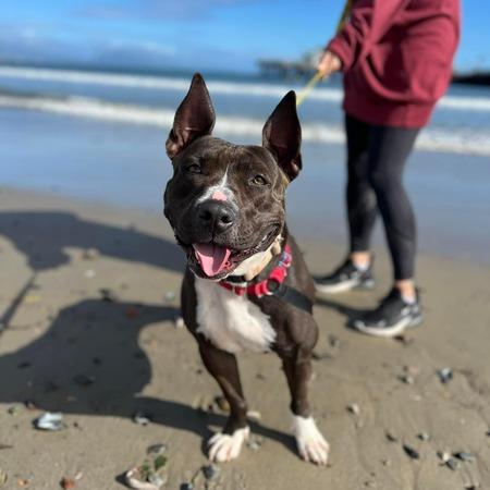 Enlarge Ruby, a Adoptable American Staffordshire Terrier in Lompoc, CA image 2/4