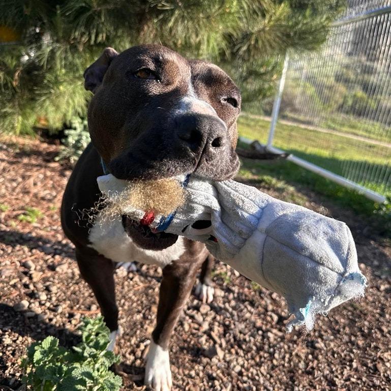 Enlarge Ruby, a Adoptable American Staffordshire Terrier in Lompoc, CA image 3/4