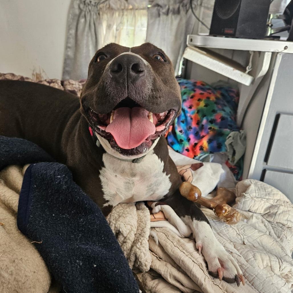 Enlarge Ruby, a Adoptable American Staffordshire Terrier in Lompoc, CA image 4/4