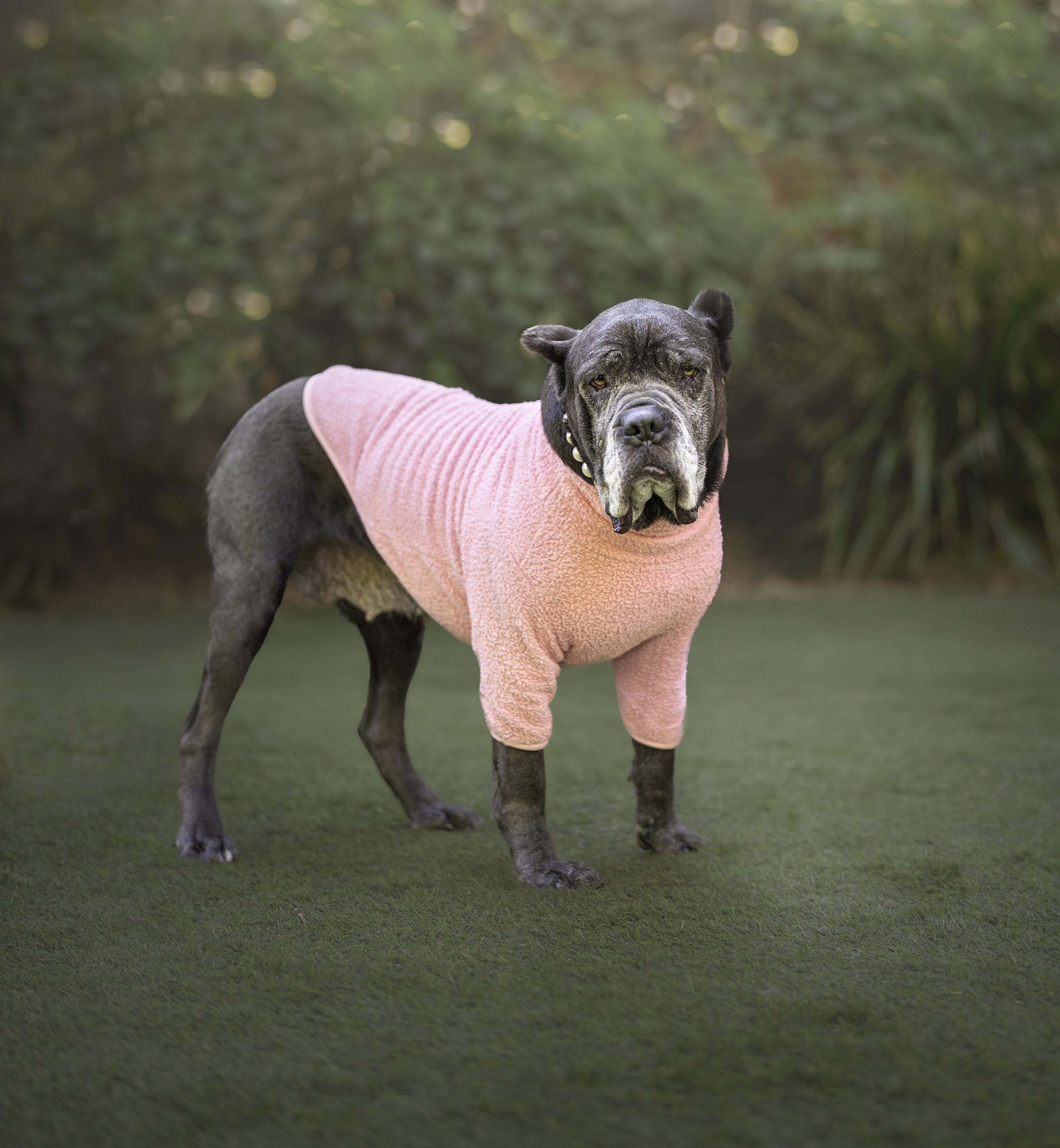 Enlarge Soup Dragon is good with dogs and cats, a Adoptable Cane Corso in Los Angeles, CA image 1/6
