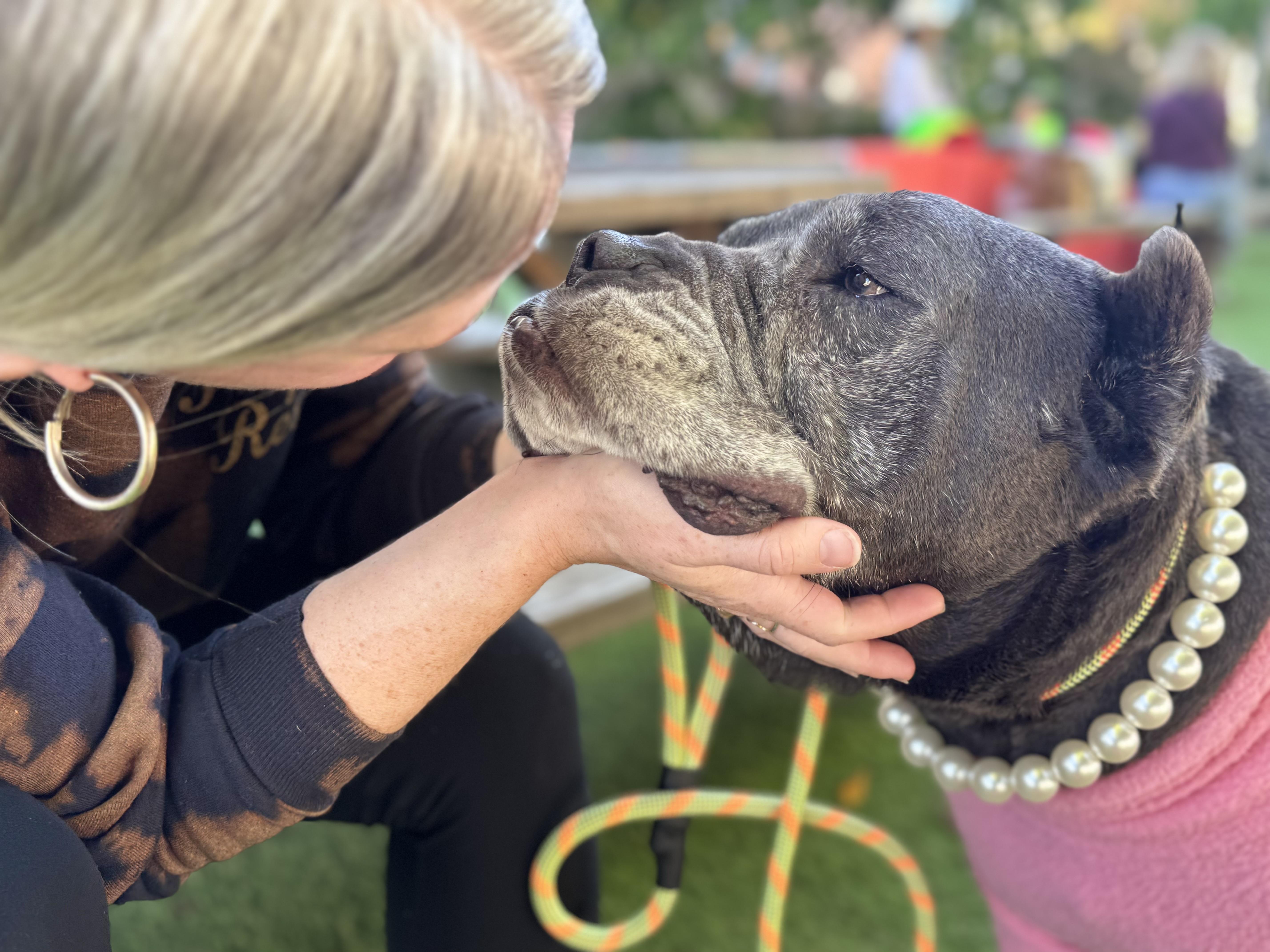 Enlarge Soup Dragon is good with dogs and cats, a Adoptable Cane Corso in Los Angeles, CA image 2/6