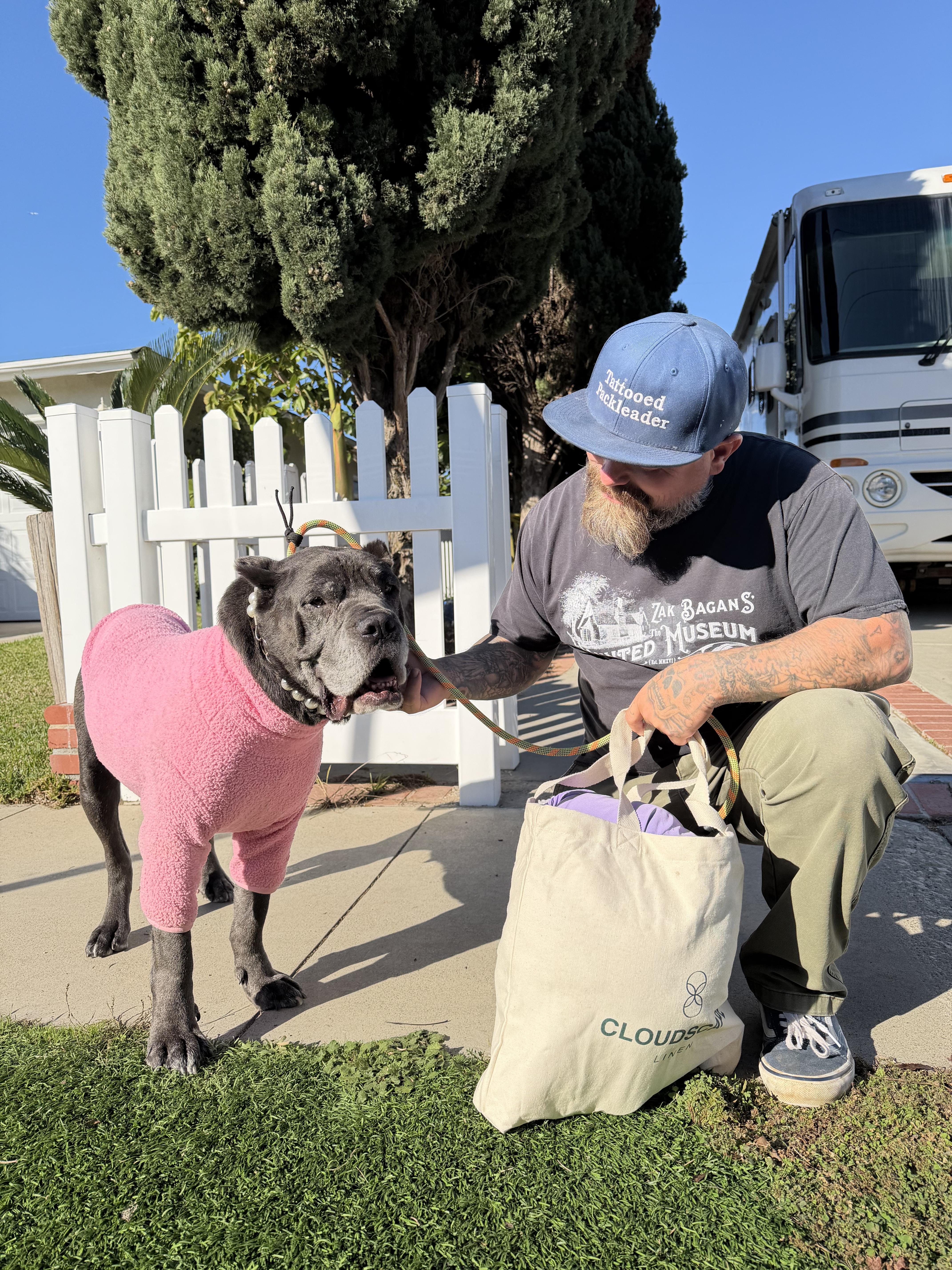 Enlarge Soup Dragon is good with dogs and cats, a Adoptable Cane Corso in Los Angeles, CA image 6/6