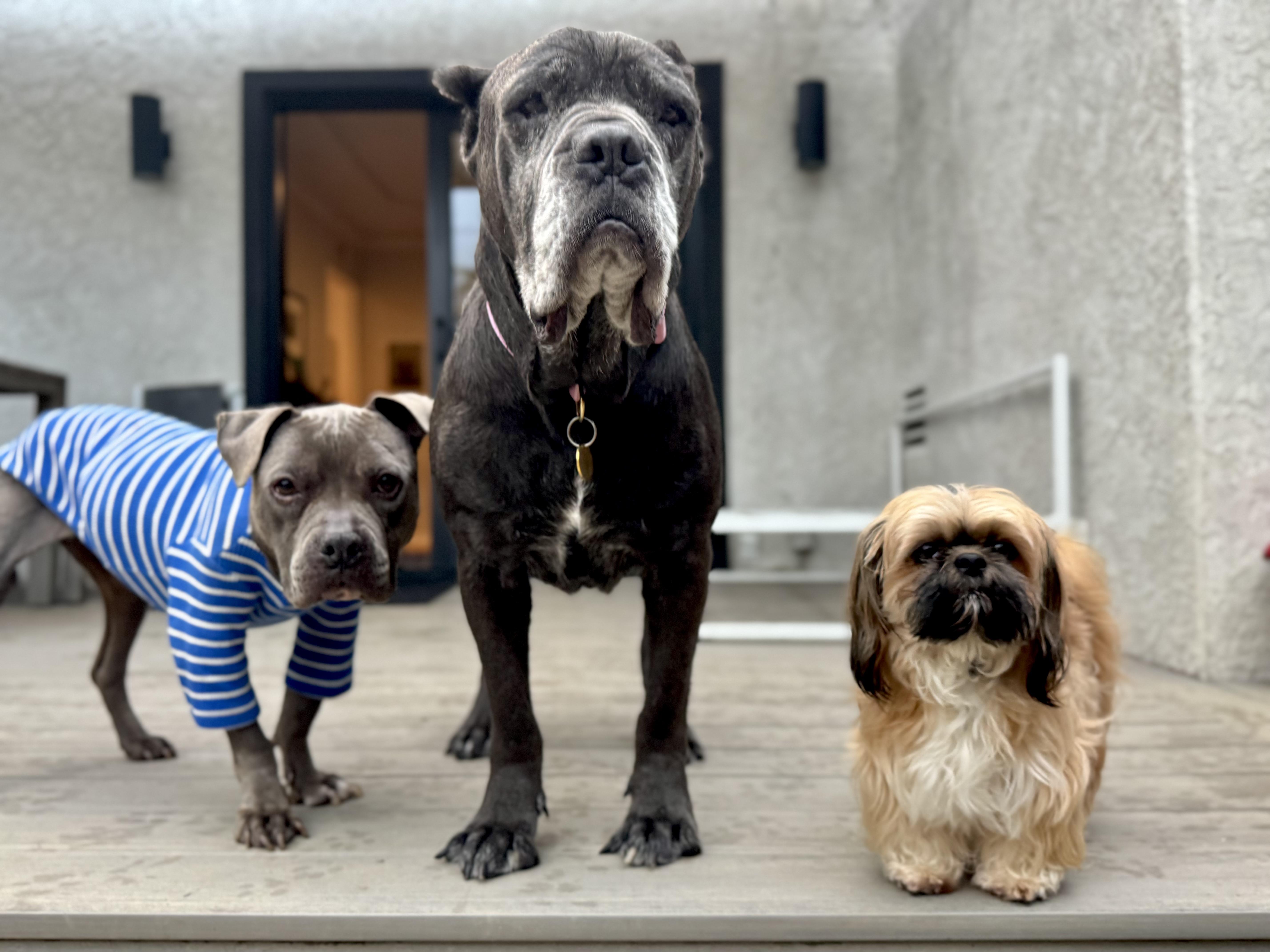 Enlarge Soup Dragon is good with dogs and cats, a Adoptable Cane Corso in Los Angeles, CA image 5/6