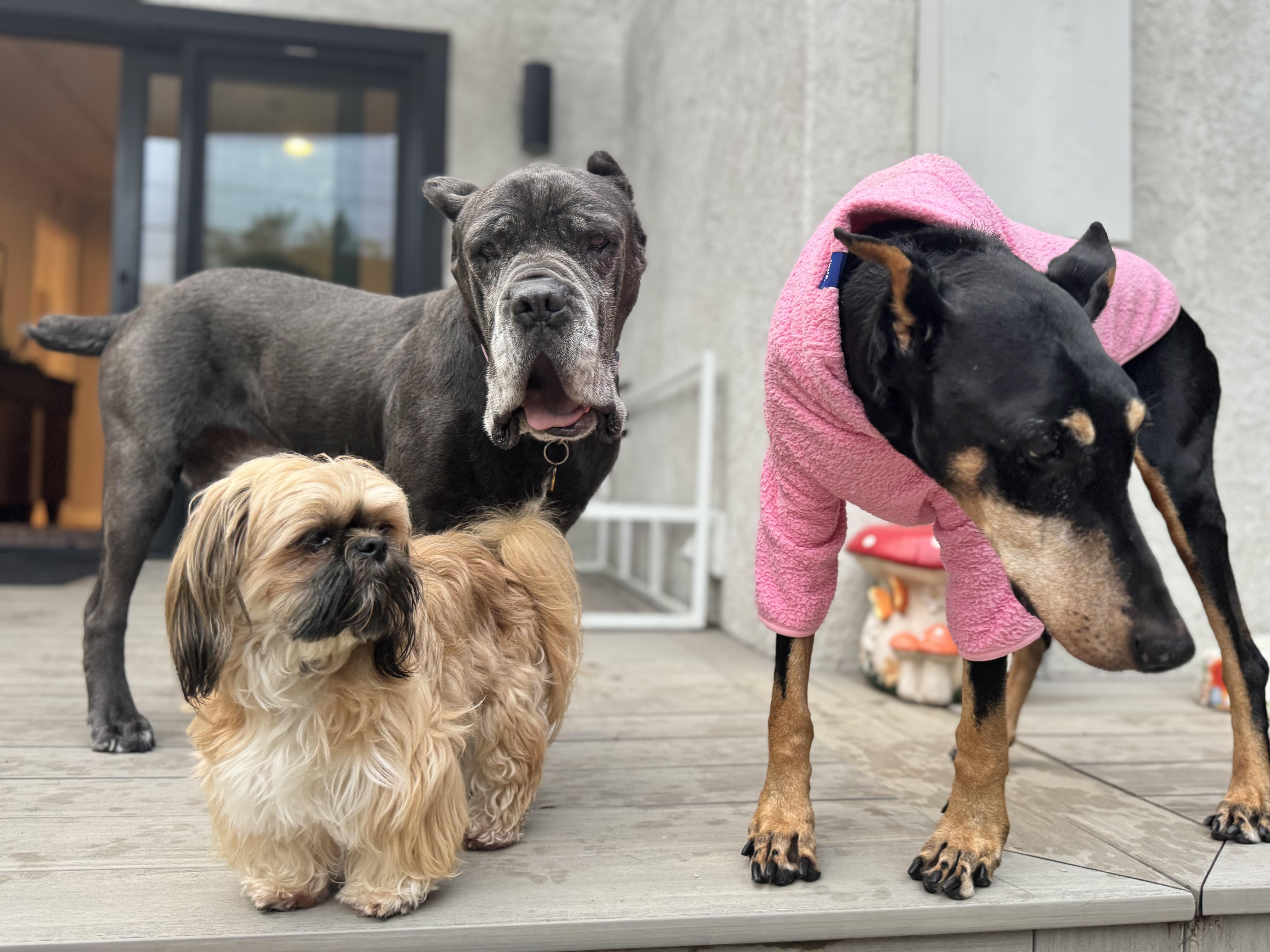 Soup Dragon is good with dogs and cats, Adoptable, Adult Female Cane Corso.