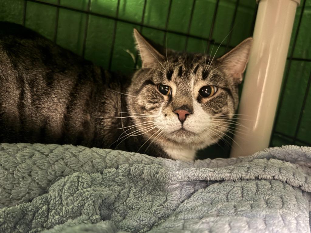 Captain Sparrow, Adoptable, Young Male Domestic Short Hair.