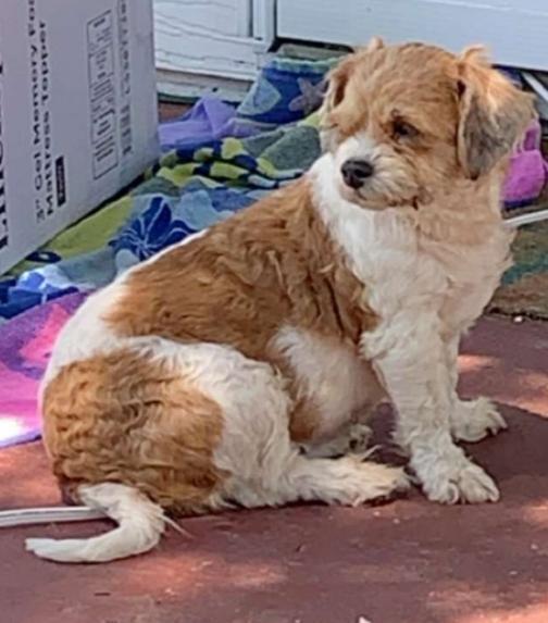 Daisy — thumbnail 2