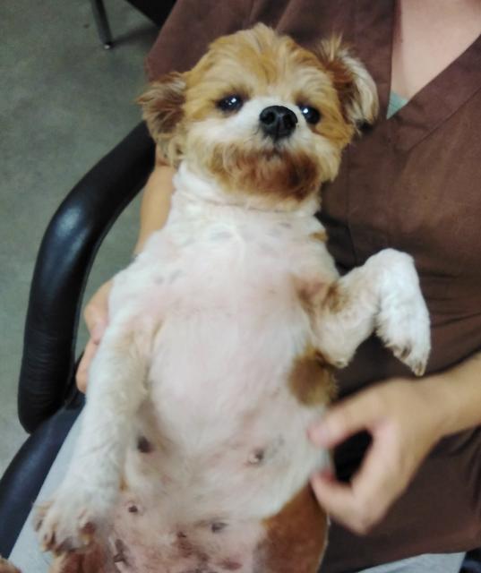 Daisy — thumbnail 3