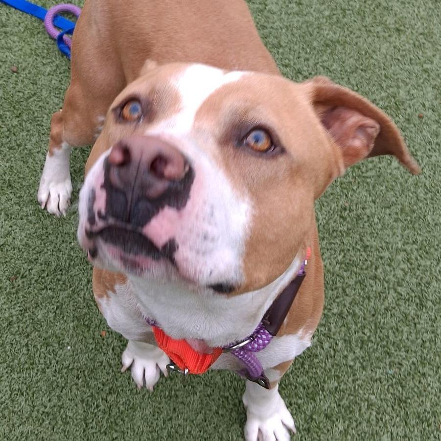 Ravioli, Adoptable, Adult Male American Staffordshire Terrier.