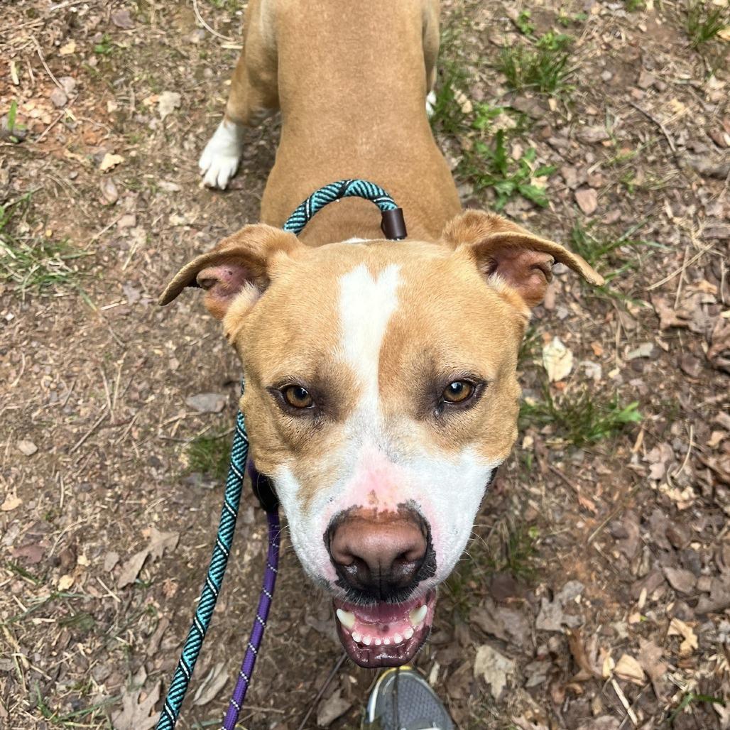 Enlarge Ravioli, a Adoptable American Staffordshire Terrier in Greensboro, NC image 2/6