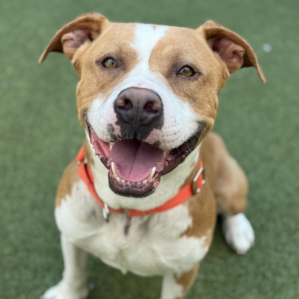 Enlarge Ravioli, a Adoptable American Staffordshire Terrier in Greensboro, NC image 3/6
