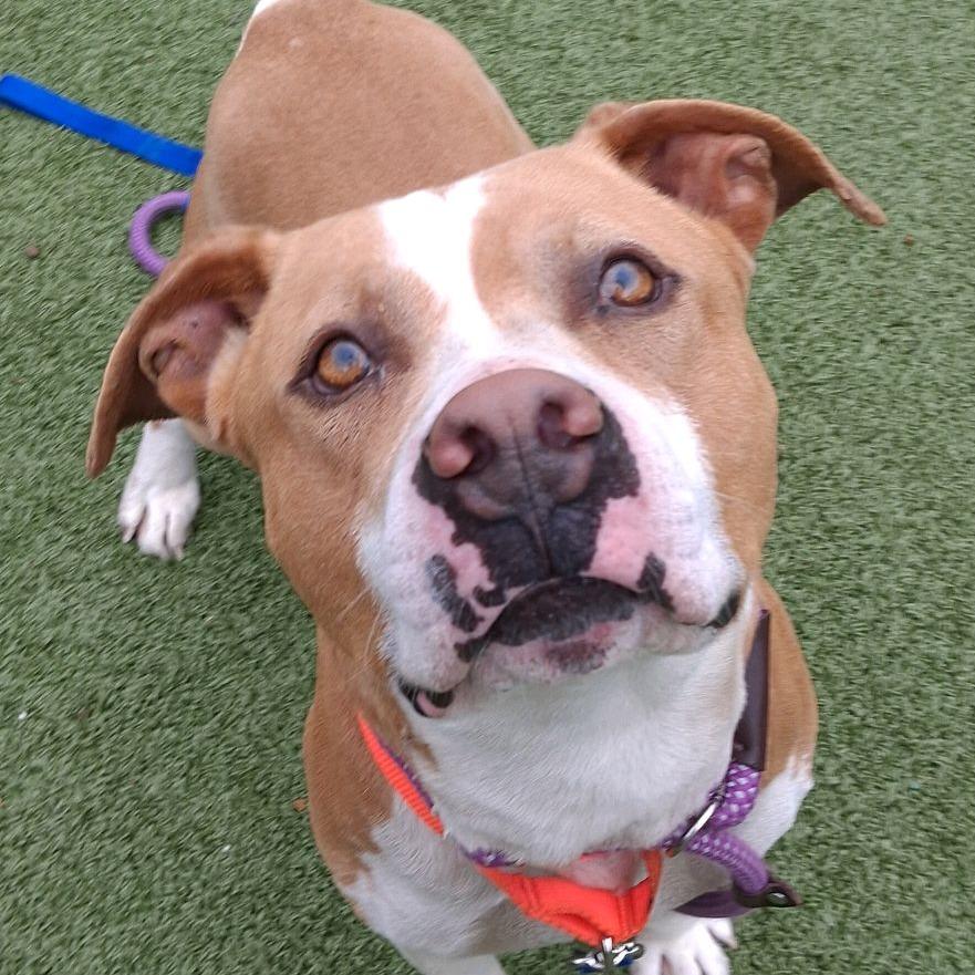 Enlarge Ravioli, a Adoptable American Staffordshire Terrier in Greensboro, NC image 4/6