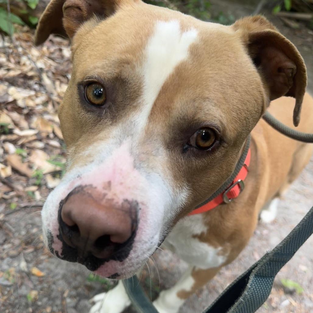 Enlarge Ravioli, a Adoptable American Staffordshire Terrier in Greensboro, NC image 5/6