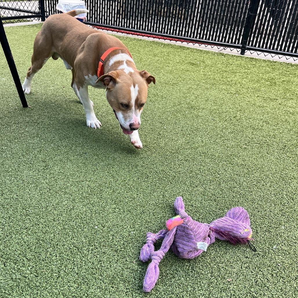 Enlarge Ravioli, a Adoptable American Staffordshire Terrier in Greensboro, NC image 6/6