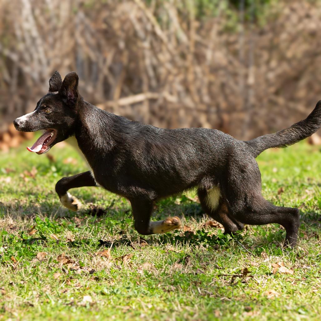 Enlarge Dairy, a Adoptable mixed breed in Livingston, TX image 1/6