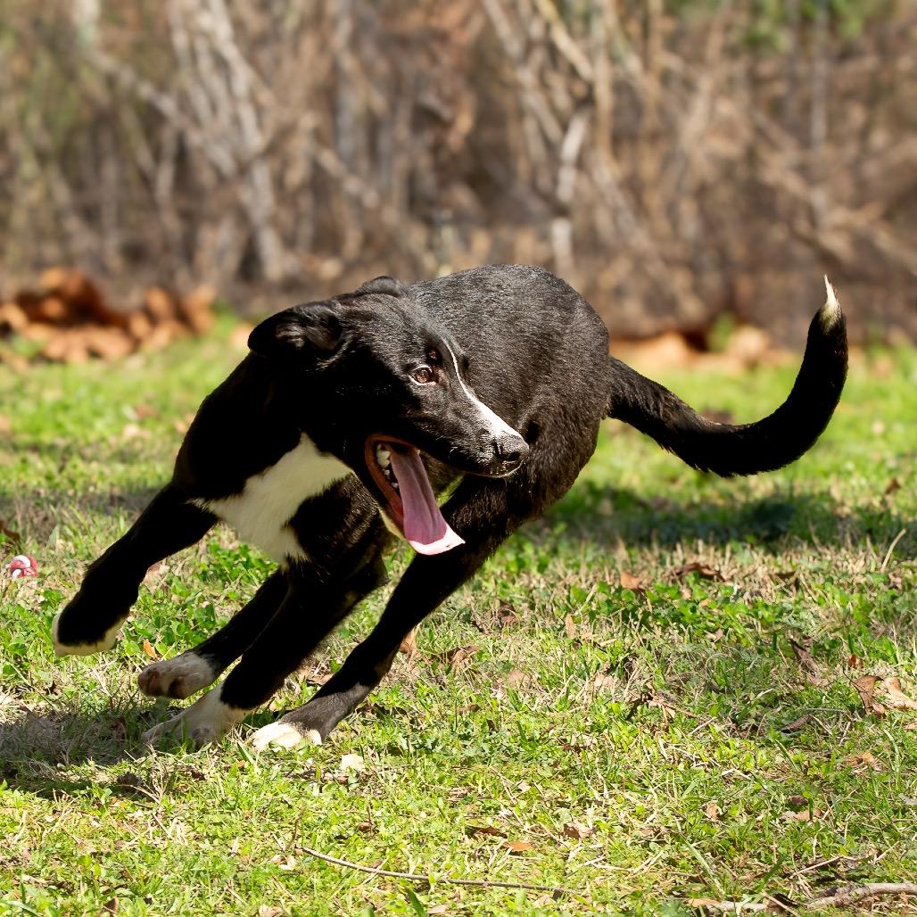 Enlarge Dairy, a Adoptable mixed breed in Livingston, TX image 2/6
