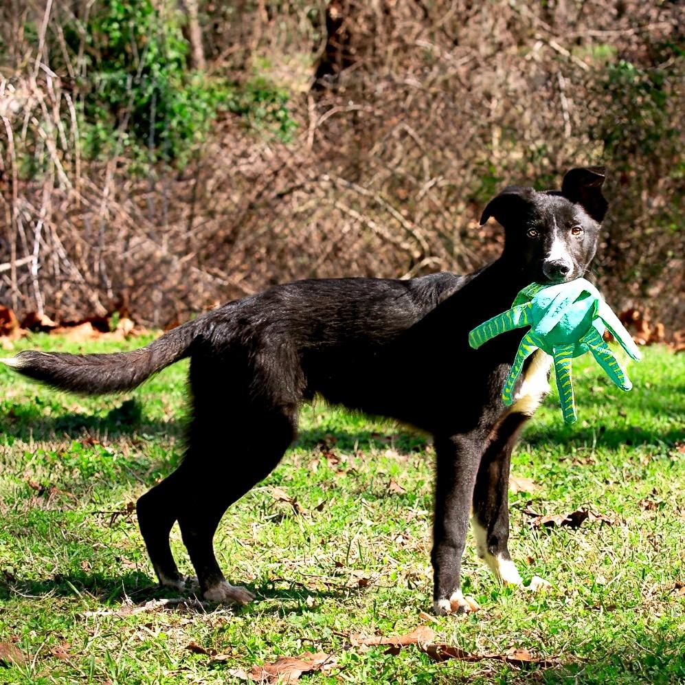 Enlarge Dairy, a Adoptable mixed breed in Livingston, TX image 4/6