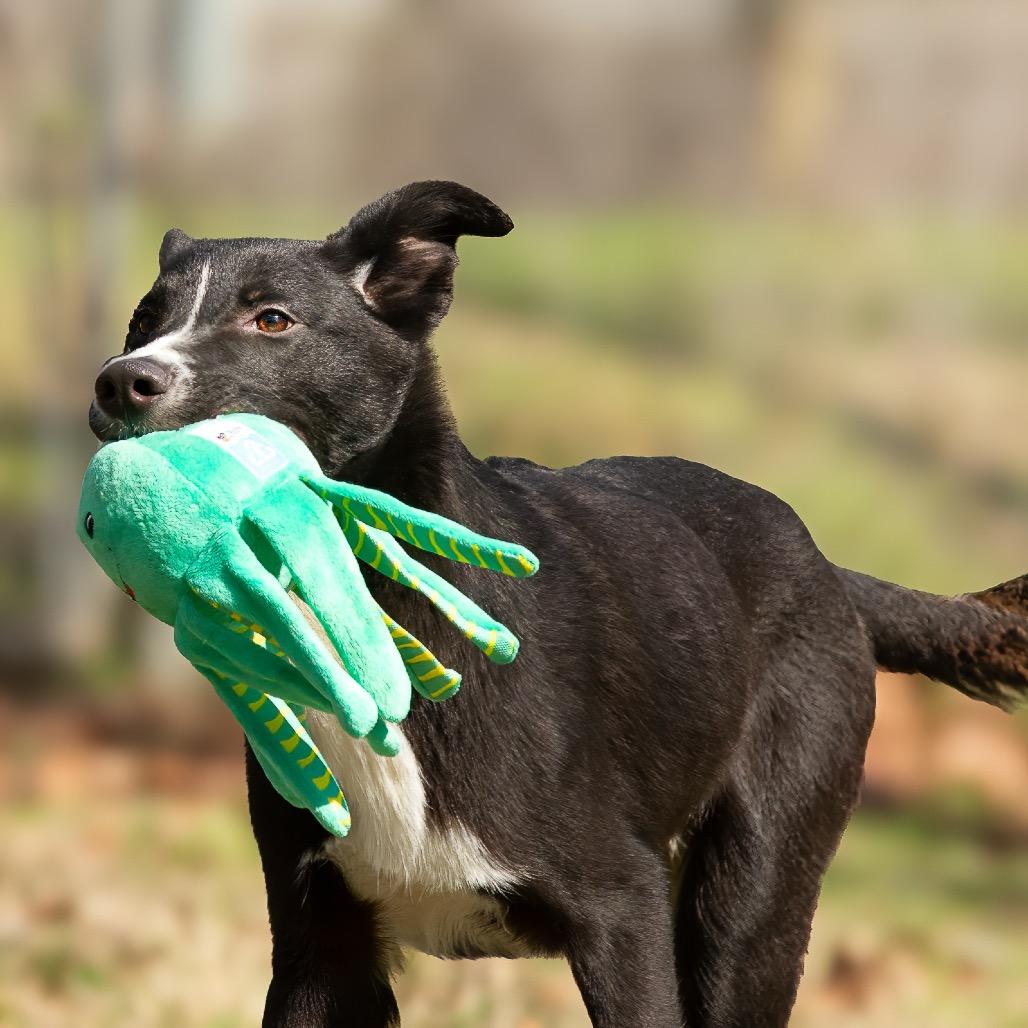 Enlarge Dairy, a Adoptable mixed breed in Livingston, TX image 4/6