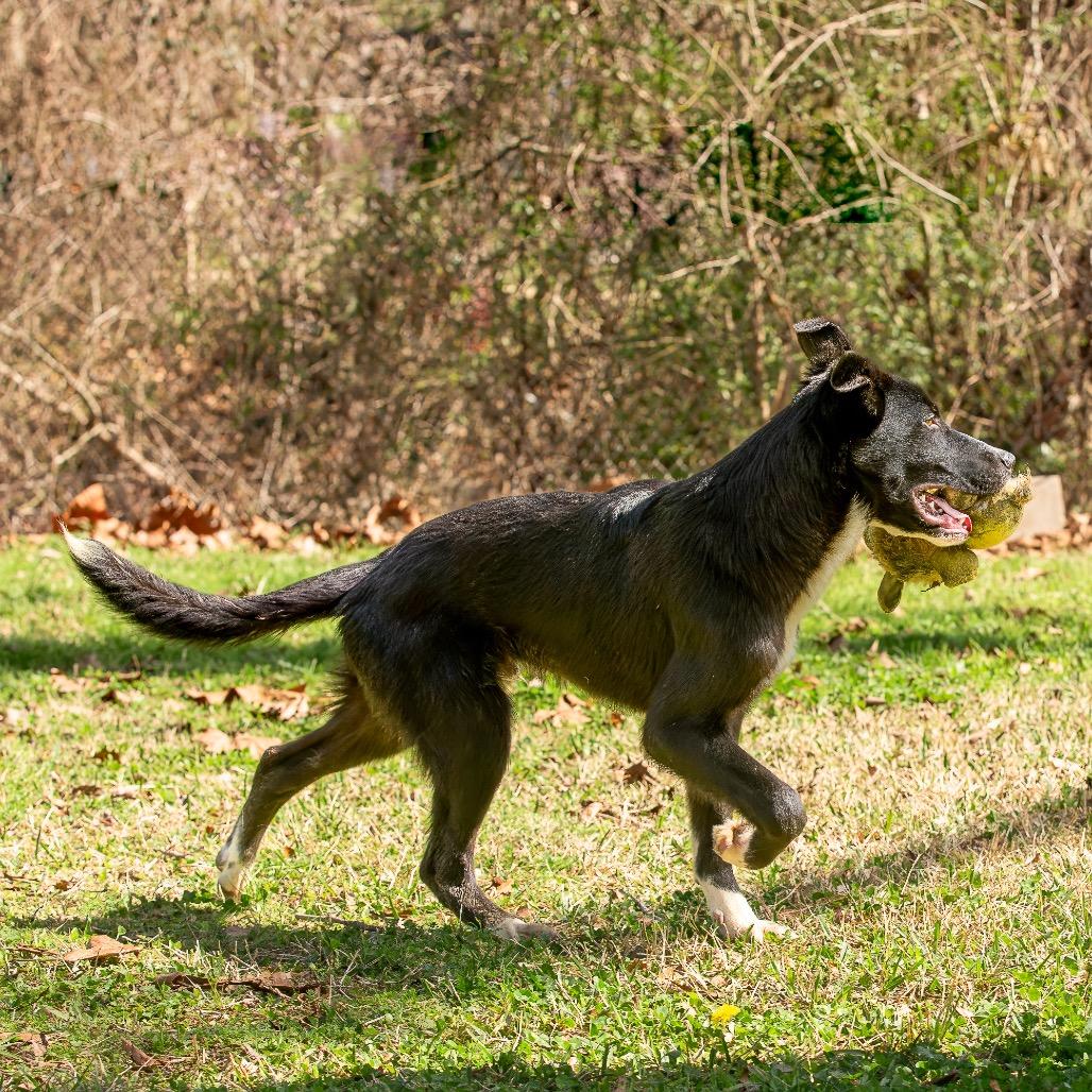 Enlarge Dairy, a Adoptable mixed breed in Livingston, TX image 6/6