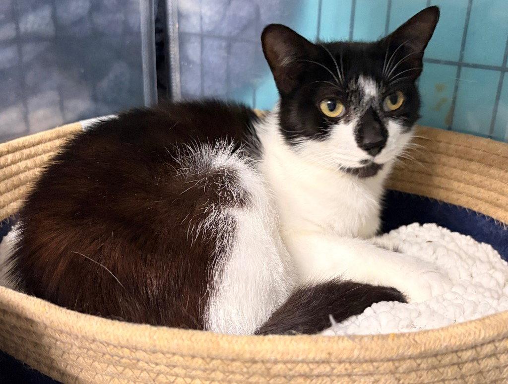 Enlarge Maxine, a Adoptable Domestic Medium Hair in Battle Ground, WA image 1/3
