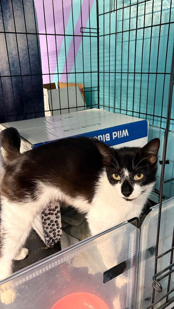Enlarge Maxine, a Adoptable Domestic Medium Hair in Battle Ground, WA image 2/3