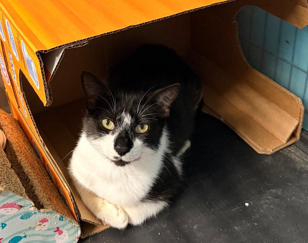 Enlarge Maxine, a Adoptable Domestic Medium Hair in Battle Ground, WA image 3/3