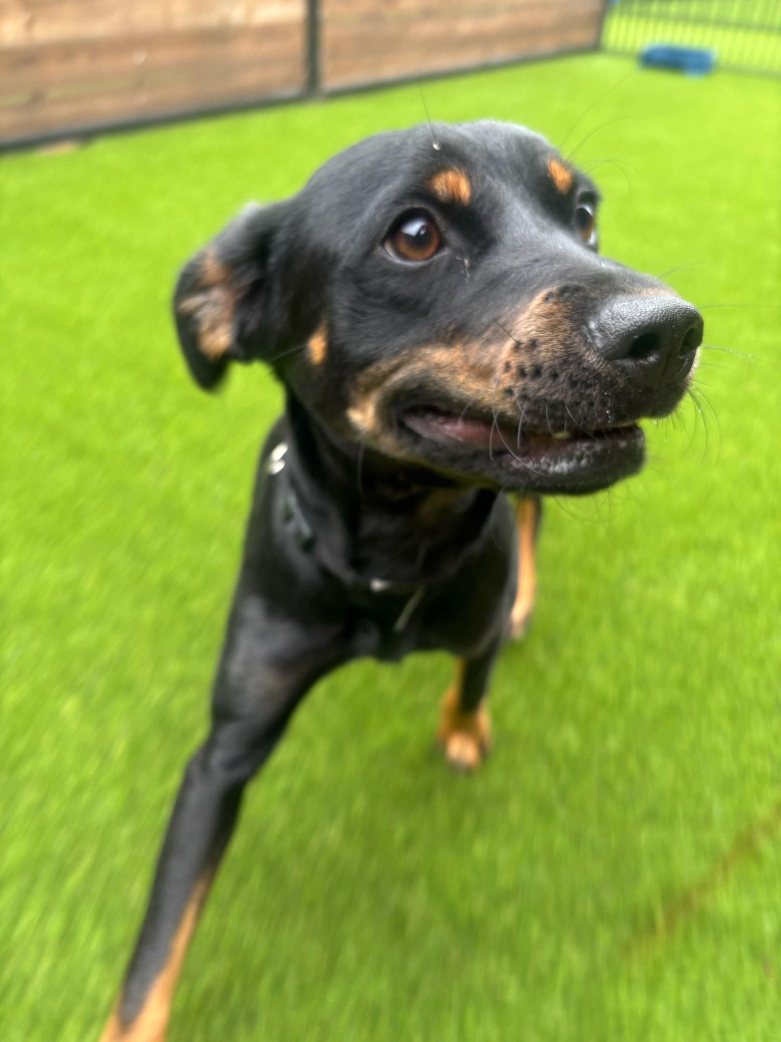 Hampton, a ADOPTABLE Terrier in Colleyville, TX image 4/6