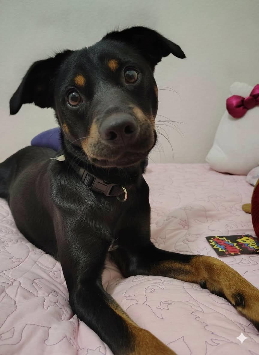 Hampton, a ADOPTABLE Terrier in Colleyville, TX image 3/6