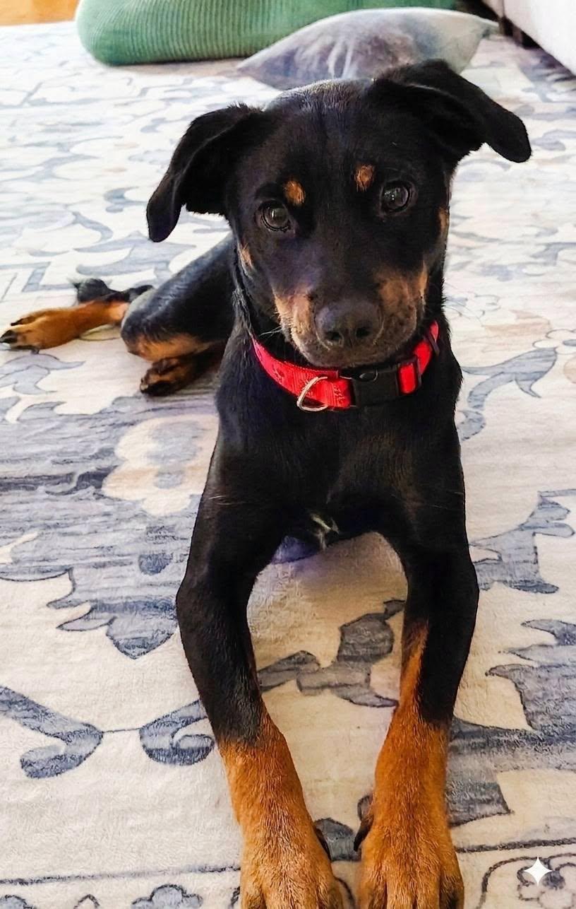 Hampton, a ADOPTABLE Terrier in Colleyville, TX image 1/6