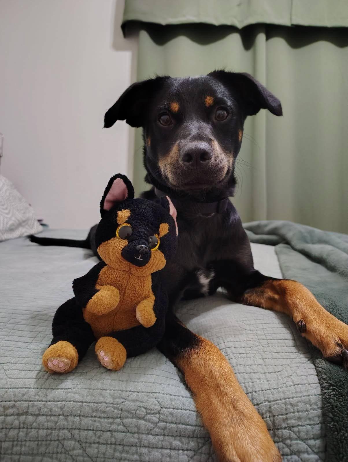 Hampton, a ADOPTABLE Terrier in Colleyville, TX image 5/6