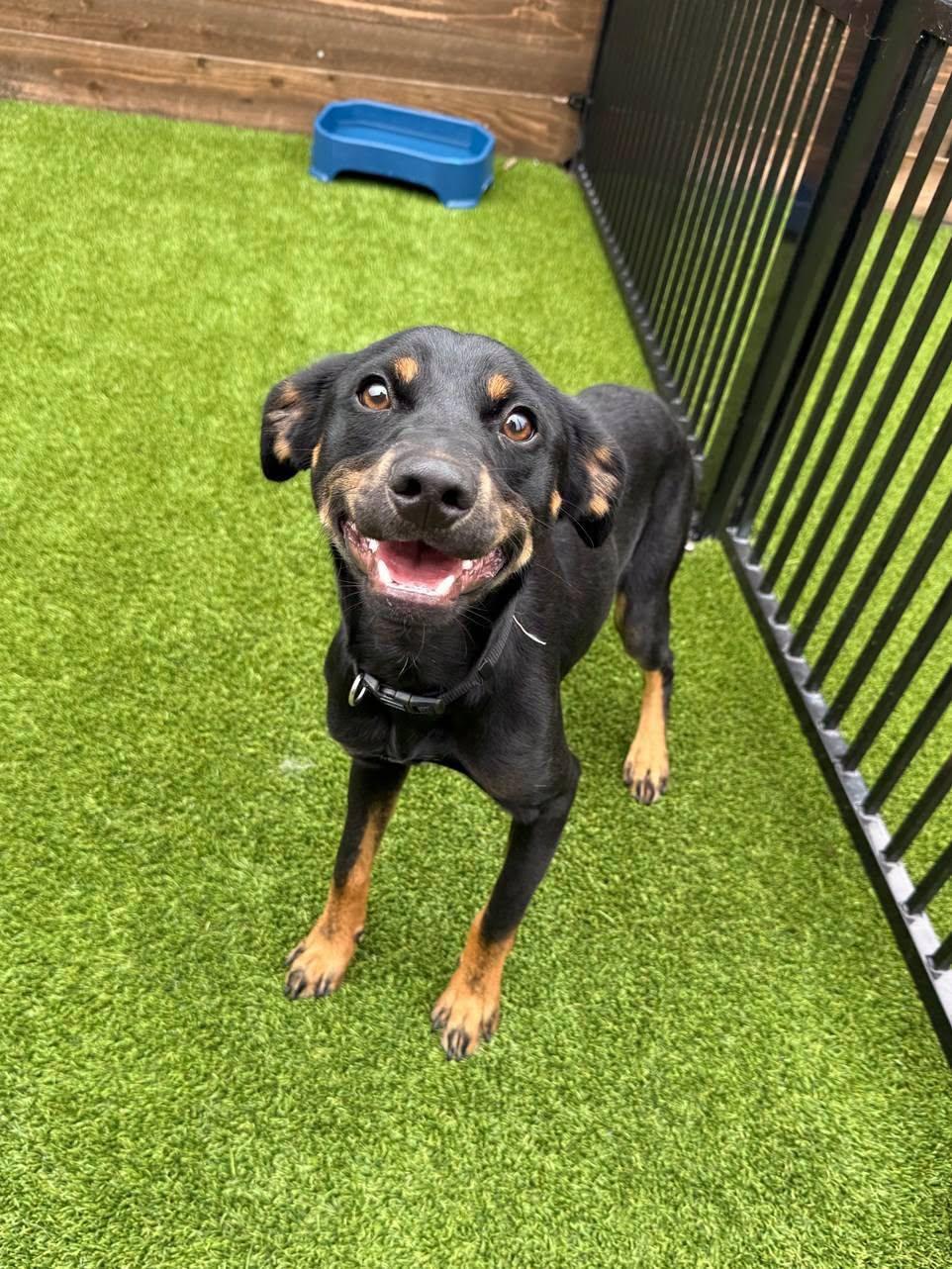 Hampton, a ADOPTABLE Terrier in Colleyville, TX image 2/6