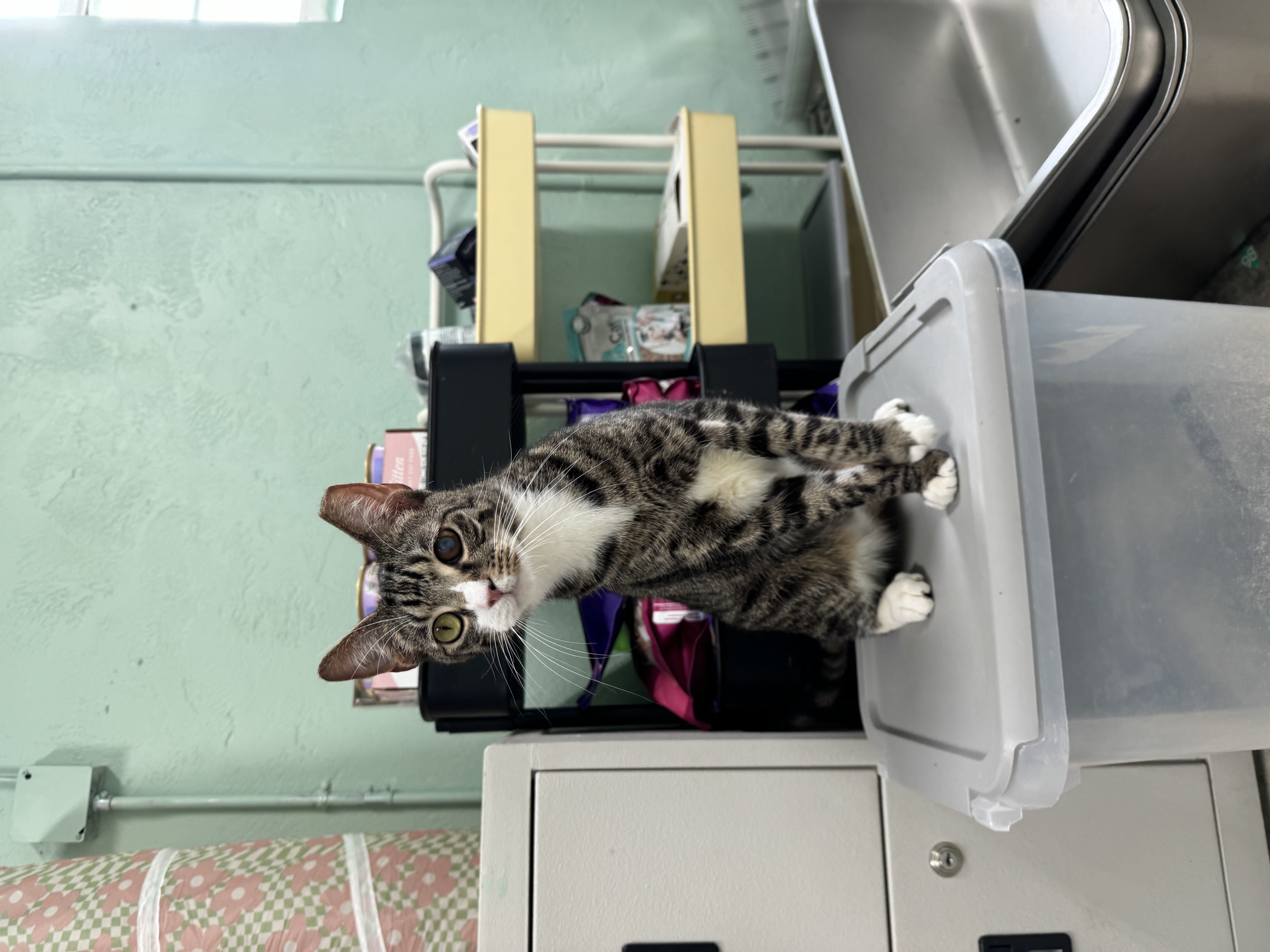 Mr. Cat, Adoptable, Adult Male Tabby.