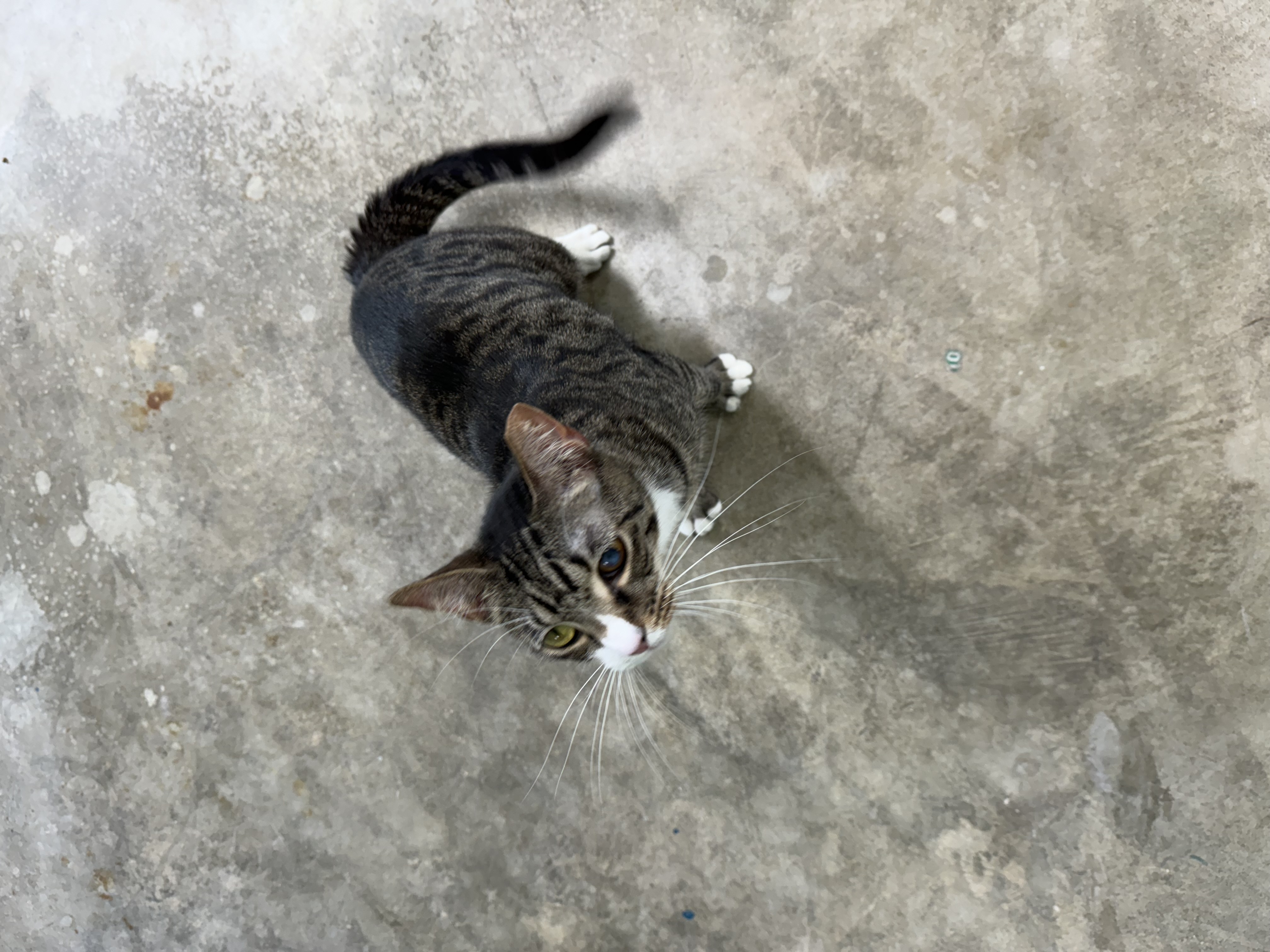 Enlarge Mr. Cat, a Adoptable Tabby in Homestead, FL image 6/6