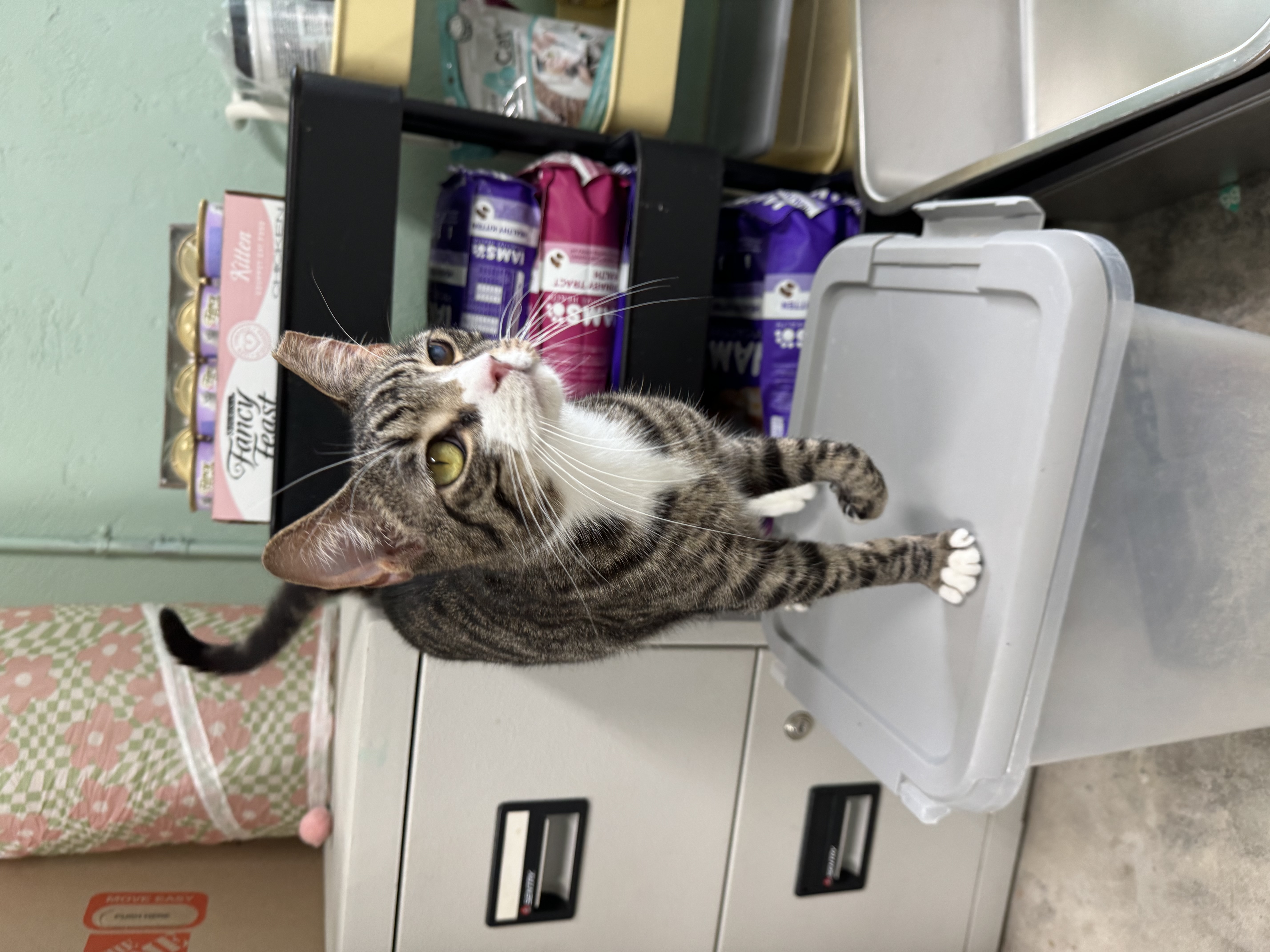 Enlarge Mr. Cat, a Adoptable Tabby in Homestead, FL image 2/6