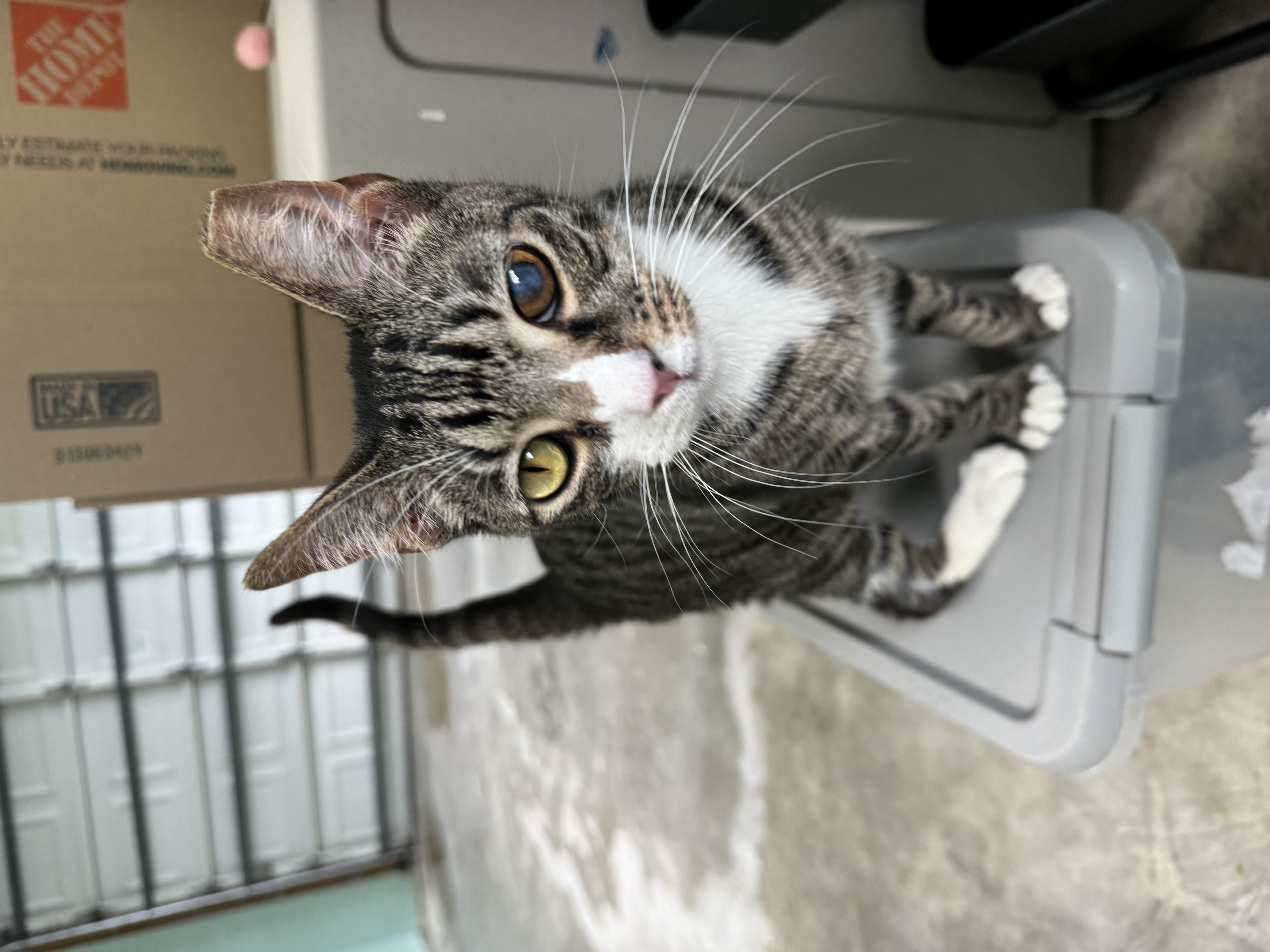 Enlarge Mr. Cat, a Adoptable Tabby in Homestead, FL image 5/6