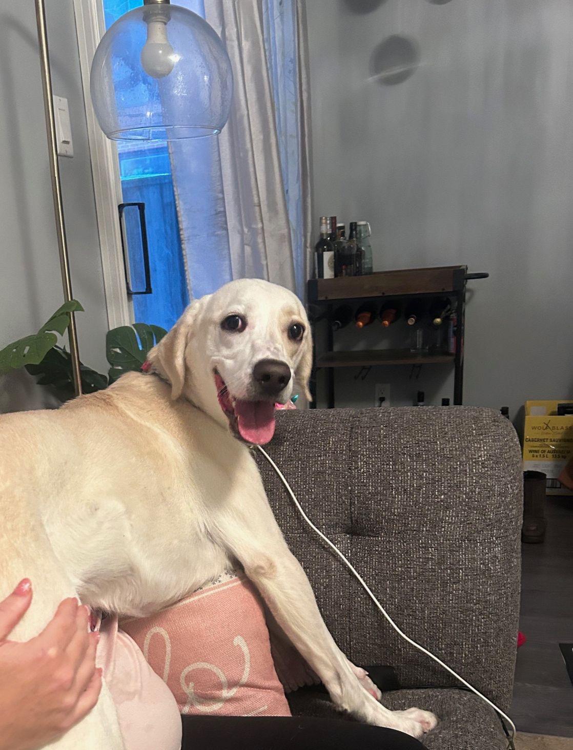 Jayda, a ADOPTABLE mixed breed in Oakville, ON image 2/6