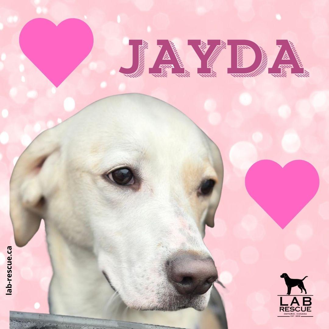 Jayda, ADOPTABLE, Young Female Yellow Labrador Retriever.