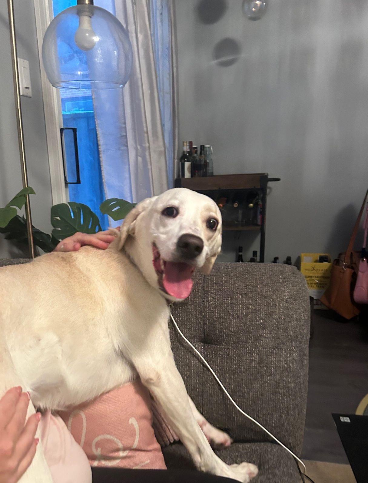 Jayda, a ADOPTABLE mixed breed in Oakville, ON image 3/6