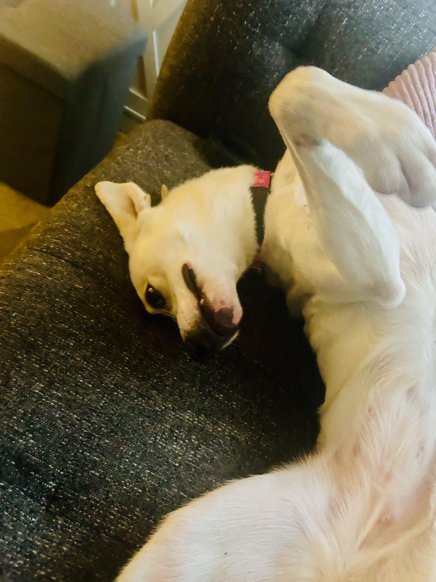 Jayda, a ADOPTABLE mixed breed in Oakville, ON image 4/6