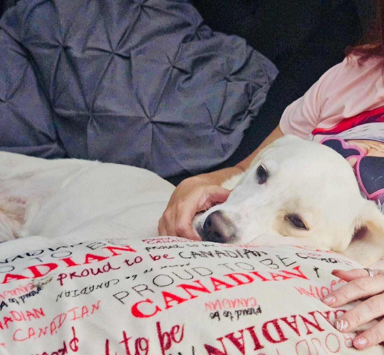 Jayda, a ADOPTABLE mixed breed in Oakville, ON image 5/6