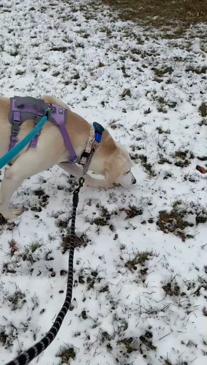 Enlarge Jayda, a ADOPTABLE mixed breed in Oakville, ON video 6/6