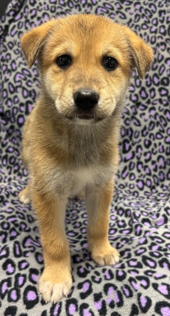 Enlarge Sissy, a Adoptable mixed breed in Seven Points, TX image 1/2