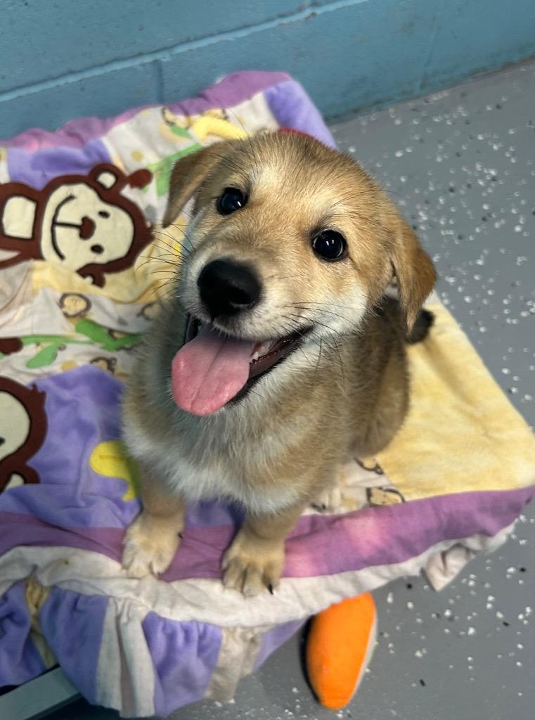 Enlarge Sissy, a Adoptable mixed breed in Seven Points, TX image 2/2