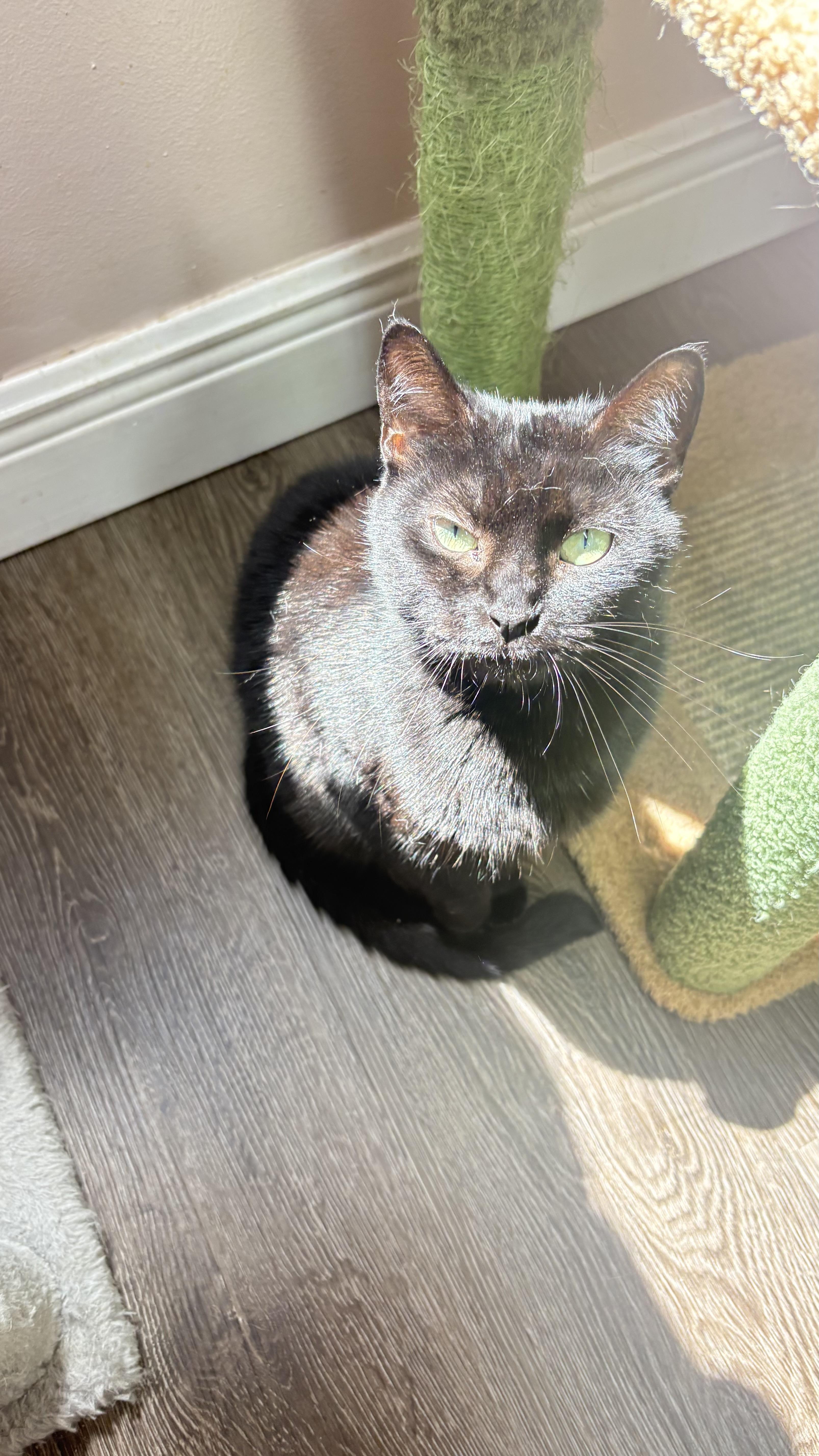 Catniss, Adoptable, Adult Female Domestic Short Hair.