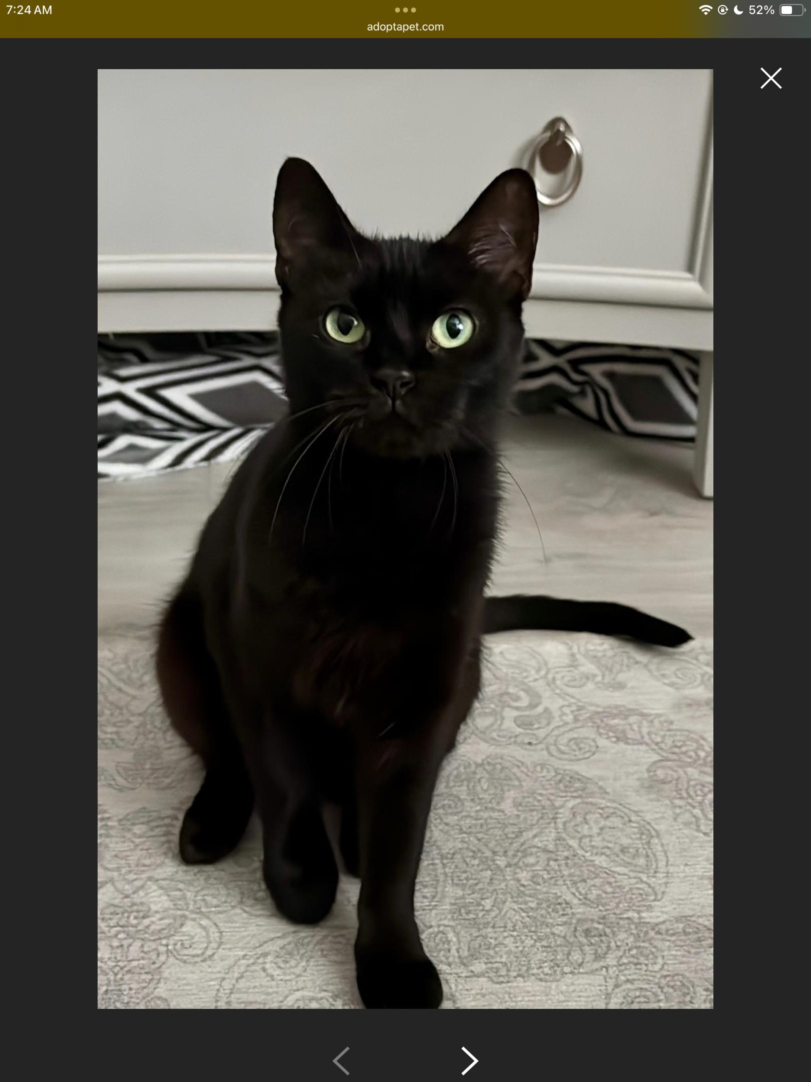 Catniss, a Adoptable Domestic Short Hair in Lauderhill, FL image 2/6