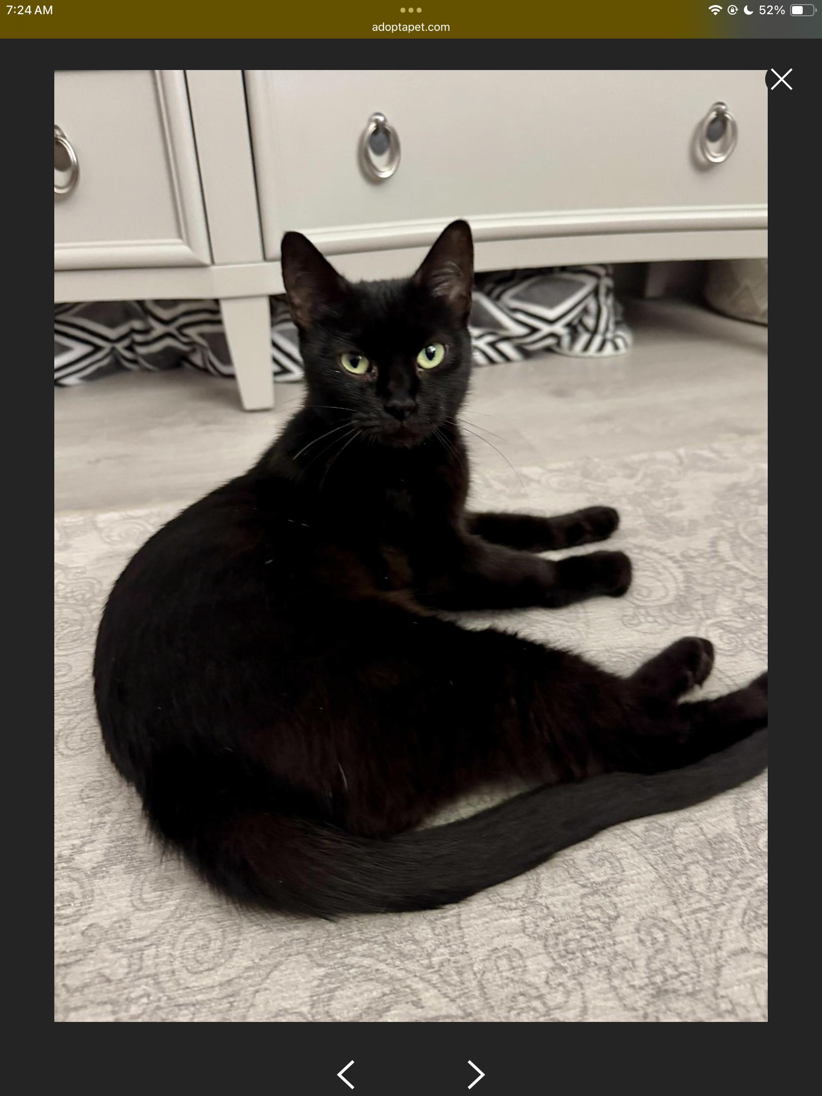 Catniss, a Adoptable Domestic Short Hair in Lauderhill, FL image 3/6