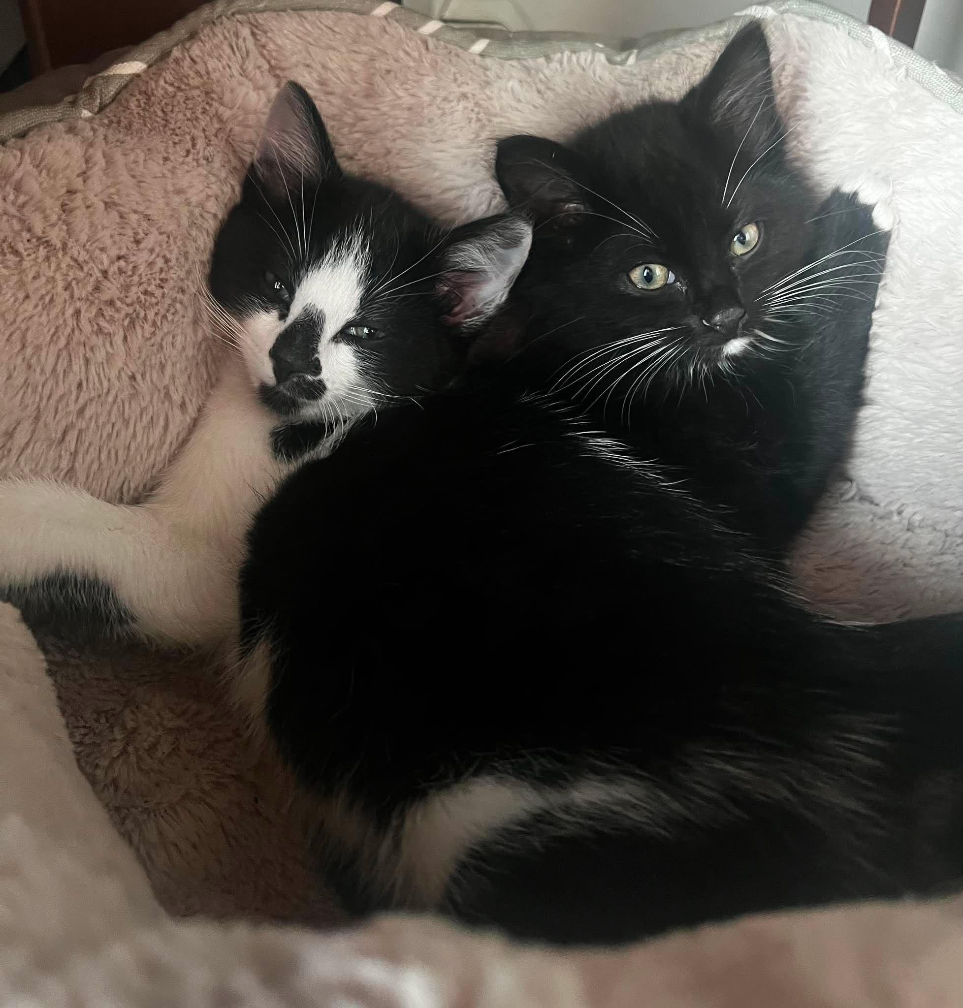 Enlarge Noah, a ADOPTABLE Tuxedo in Calgary, AB image 4/5